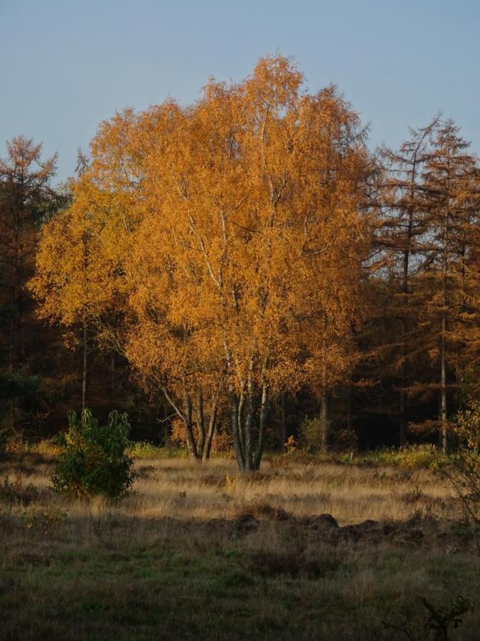 Veluwe Park Reewold Chalet Vision Putten Eksteriør bilde