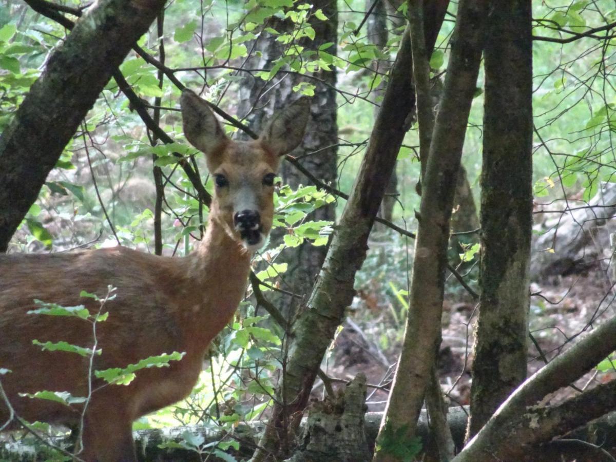 Veluwe Park Reewold Chalet Vision Putten Eksteriør bilde