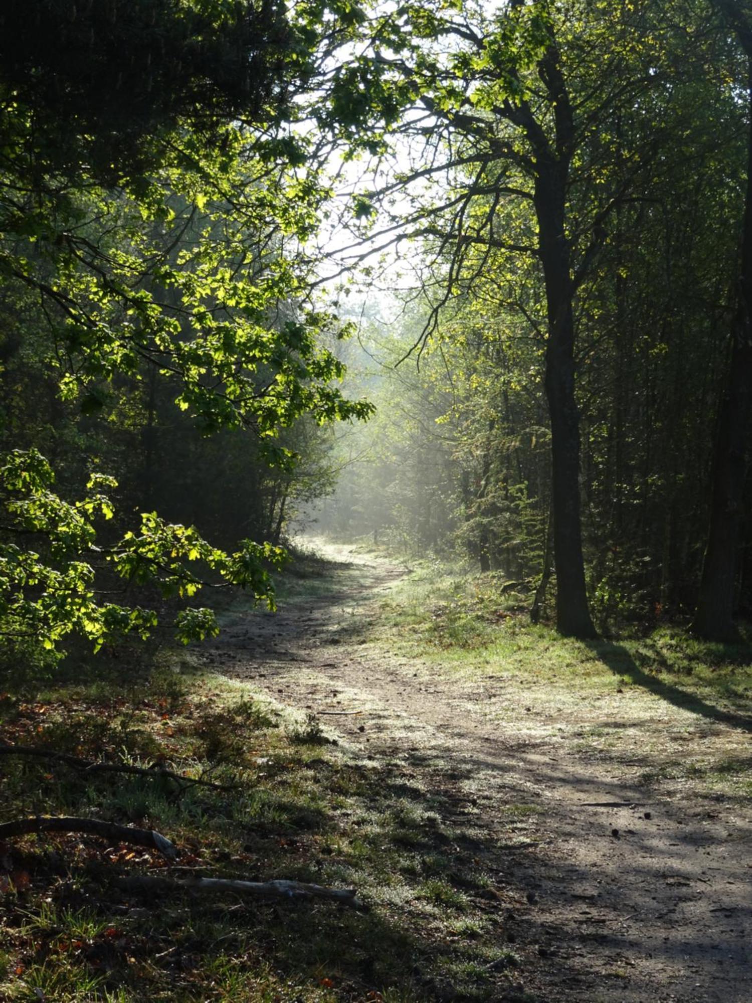 Veluwe Park Reewold Chalet Vision Putten Eksteriør bilde