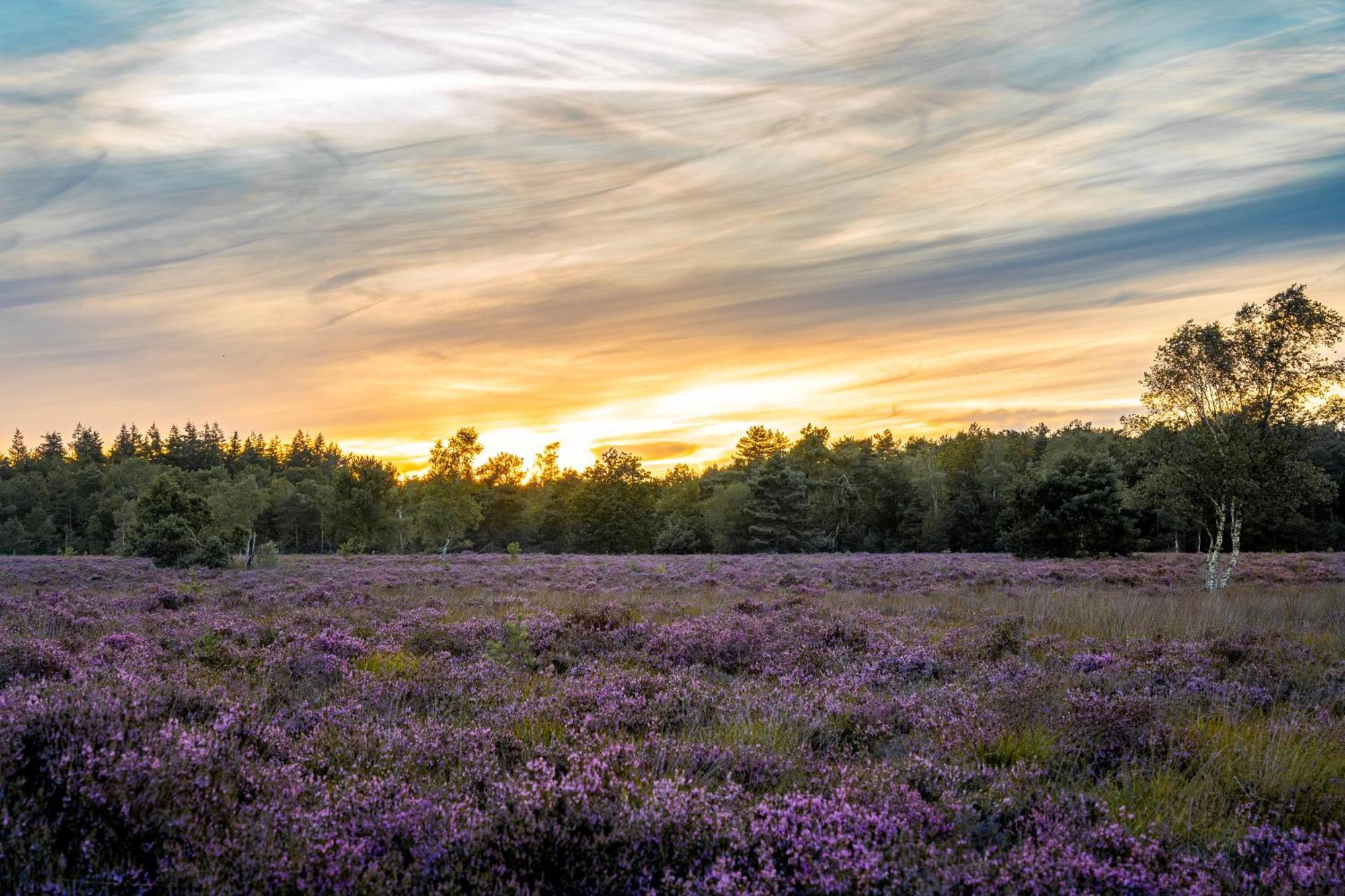 Veluwe Park Reewold Chalet Vision Putten Eksteriør bilde