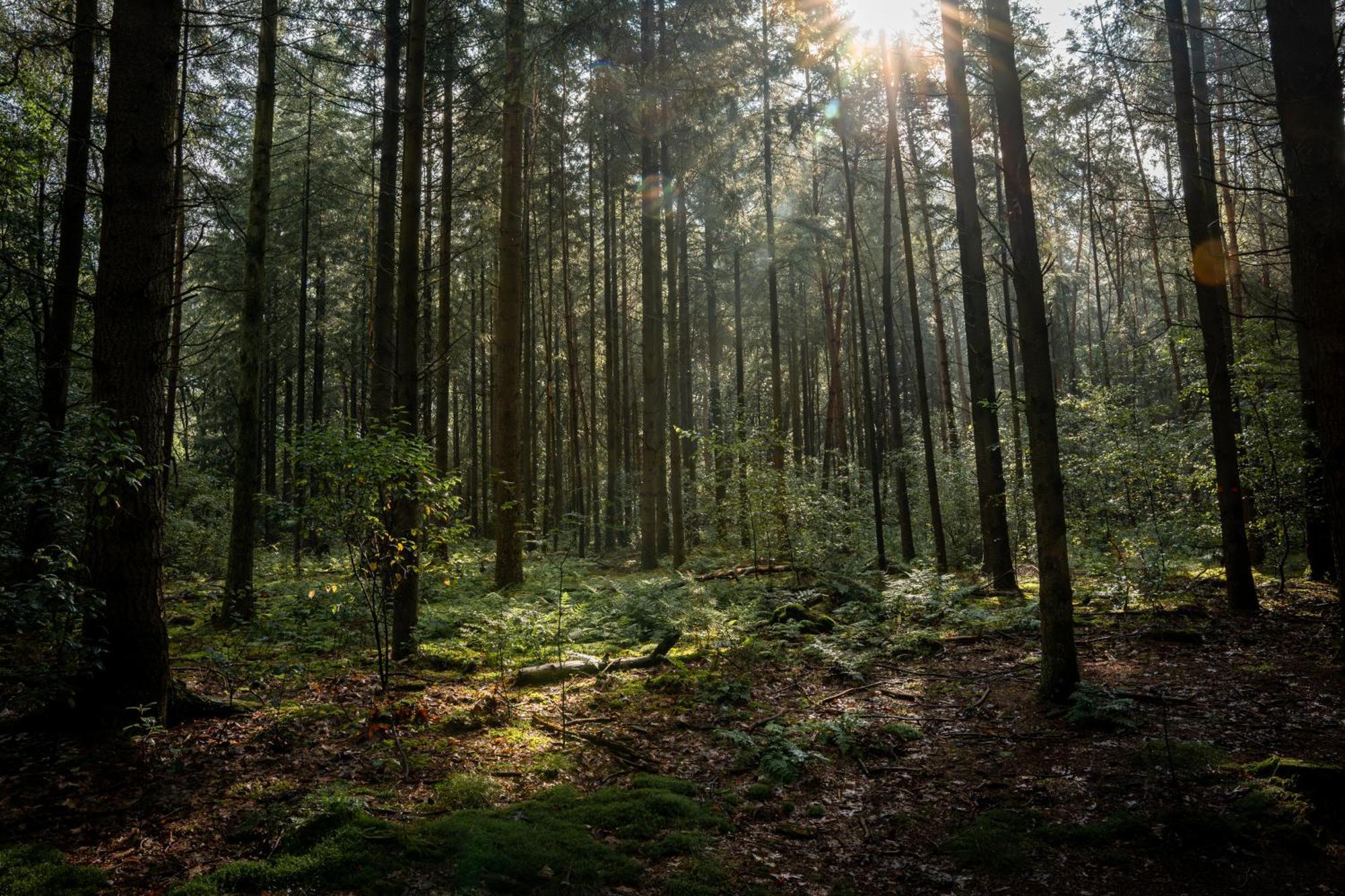 Veluwe Park Reewold Chalet Vision Putten Eksteriør bilde